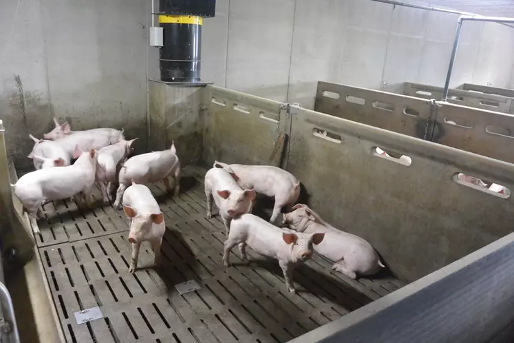 L’atelier porc est aujourd’hui autonome en termes de capacité d’engraissement.