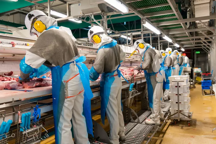 Les chaînes de découpe en porc ont encore besoin de nombreux opérateurs. Mais la demande est supérieure à l'offre.