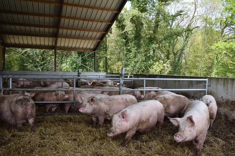 La réglementation porc bio - Produire Porc Bio - tout savoir pour produire  du porc en bio