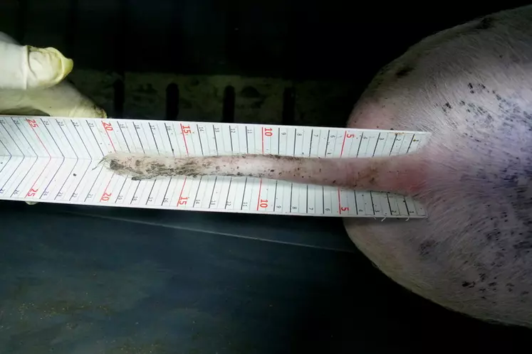 La queue des porcs était mesurée et son état évalué en fin de post-sevrage et d’engraissement.