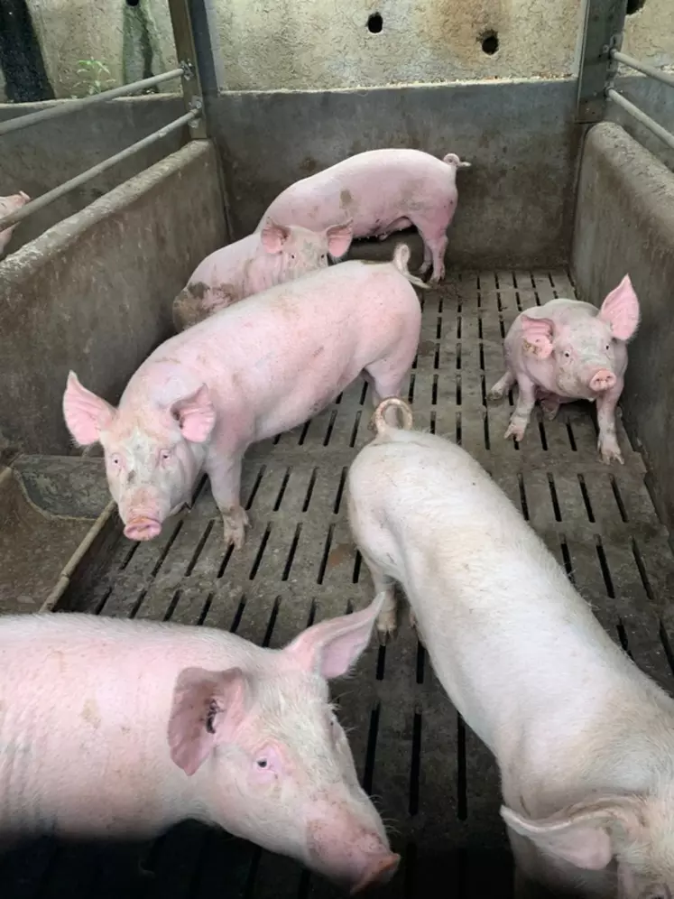 La coopérative CPPR demande à ses adhérents que les porcs disposent chacun de 1 m2 de surface dès l’entrée en engraissement. 