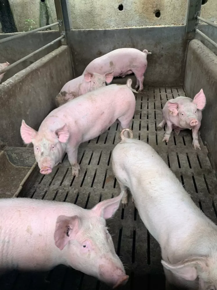 La coopérative CPPR demande à ses adhérents que les porcs disposent chacun de 1 m2 de surface dès l’entrée en engraissement.