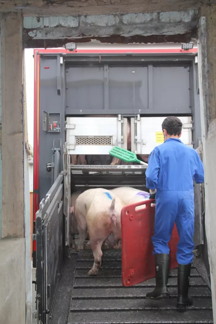 Le transport d'animaux vivants est l'un des principaux facteur de risque de l'introduction du SDRP dans un élevage.
