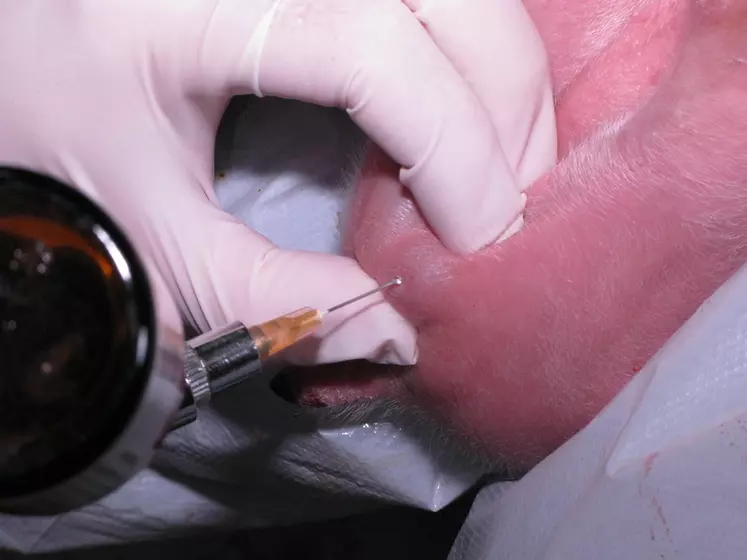 anesthésie des testicules avant la castration des porcelets  © Ifip
