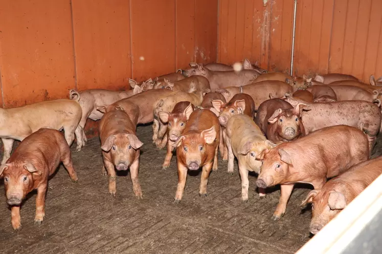 Une meilleure productivité mais des carcasses plus grasses avec les Duroc Axiom