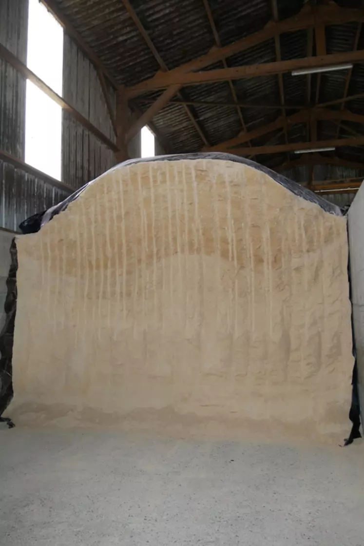 Le maïs humide, stocké dans deux silos couloirs, est valorisé dans l’aliment des truies allaitantes et des porcs en engraissement du site principal.