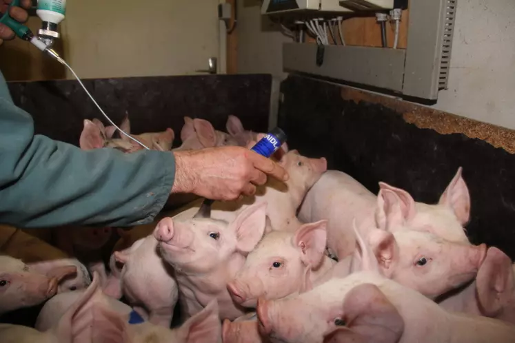 Un vaccin contre la peste porcine africaine mis au point aux États-Unis