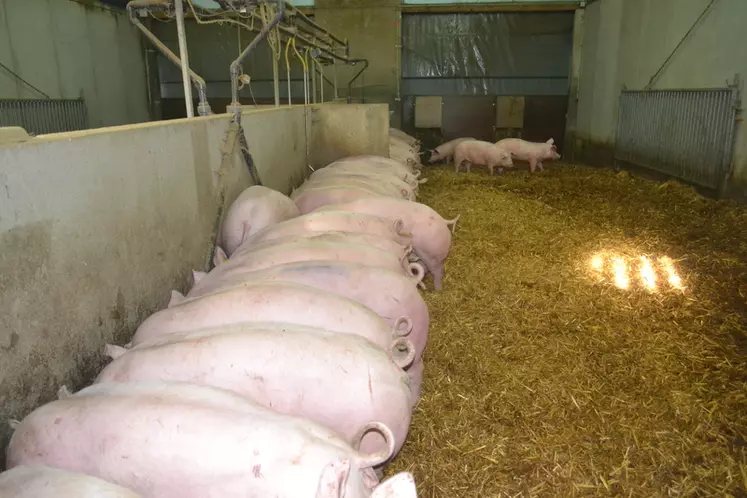 Les porcs sur paille présentent une moindre efficacité alimentaire en litière en raison de besoins nutritionnels supplémentaires pour l’activité physique et la ...