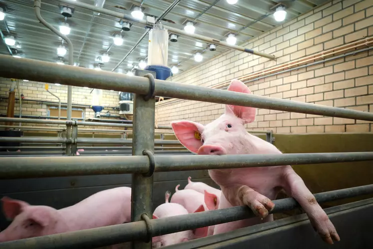 Les chercheurs de l'université de Wageningen aux Pays-Bas s'intéressent à l’effet de l’intensité et du spectre de la lumière sur le bien-être des porcs en ...