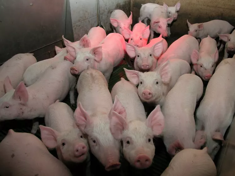Enrayer l'introduction, la diffusion et la persistance des virus grippaux influenza porcin dans les élevages de porcs constitue un challenge majeur selon l'Anses.