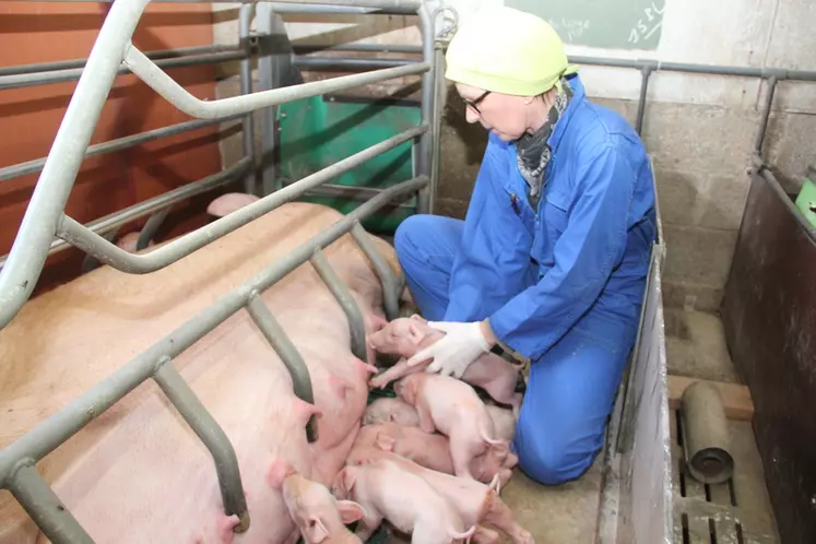 Les mains et les vêtements contribuent à transmettre la grippe chez les porcs