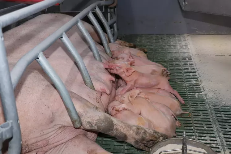 Productivité et coût du travail font la différence dans les élevages de porcs européens