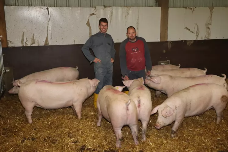 Lorent Cade, le gérant de la SCEA de Montafilan (à gauche) et Johann Rouault : « Les truies maintiennent leurs performances de production jusqu’à la septième portée. ...