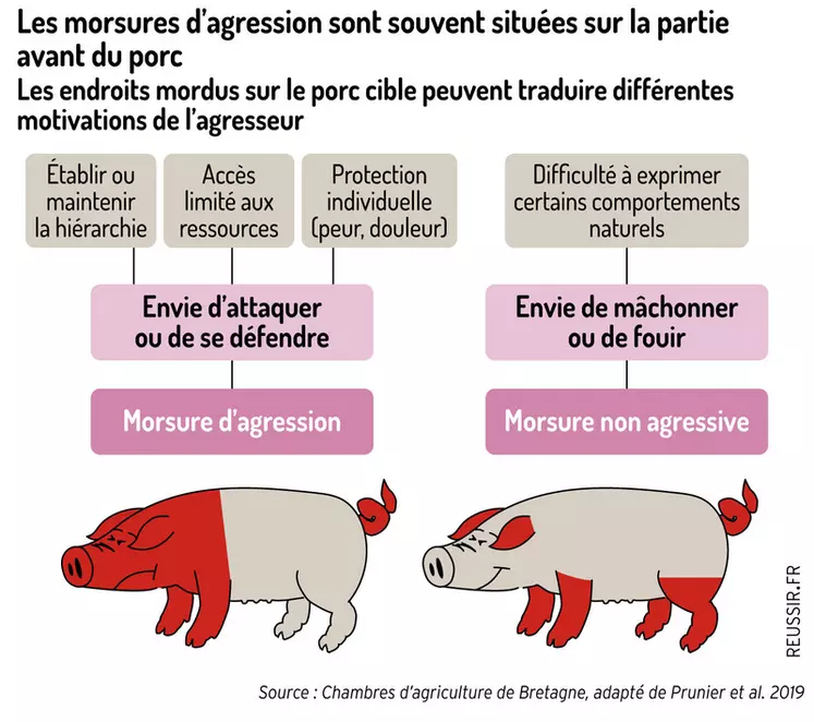 Comprendre le comportement du porc qui mord pour agir