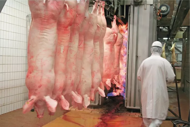 Abattoir de la Cooperl. carcasses de porcs. viande de porc. salarié au travail. filière porcine. secteur porcin.  abattage et transformation.
