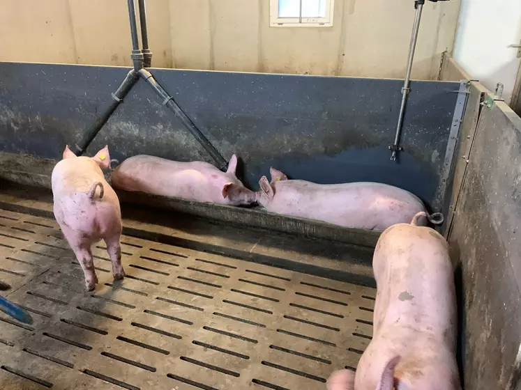 porcs en engraissement