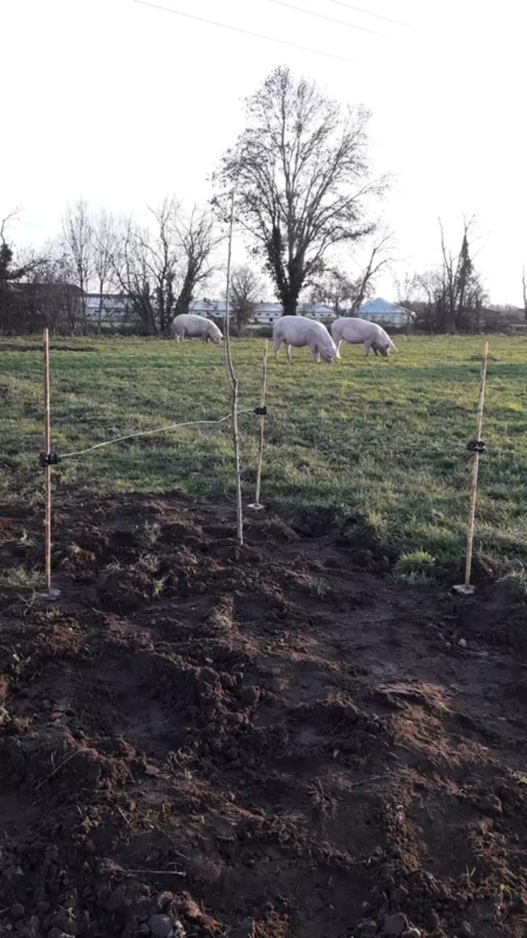 Les tripodes empêchent les truies d’endommager les jeunes arbres