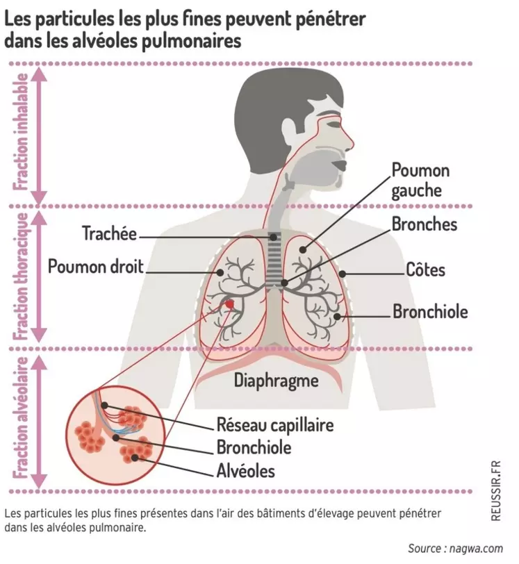 Les particules les plus fines présentes dans l’air des bâtiments d’élevage peuvent pénétrer dans les alvéoles pulmonaires
