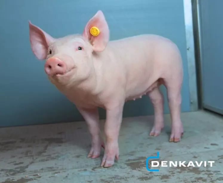 Notre sélection de nouveautés porc présentées au Space