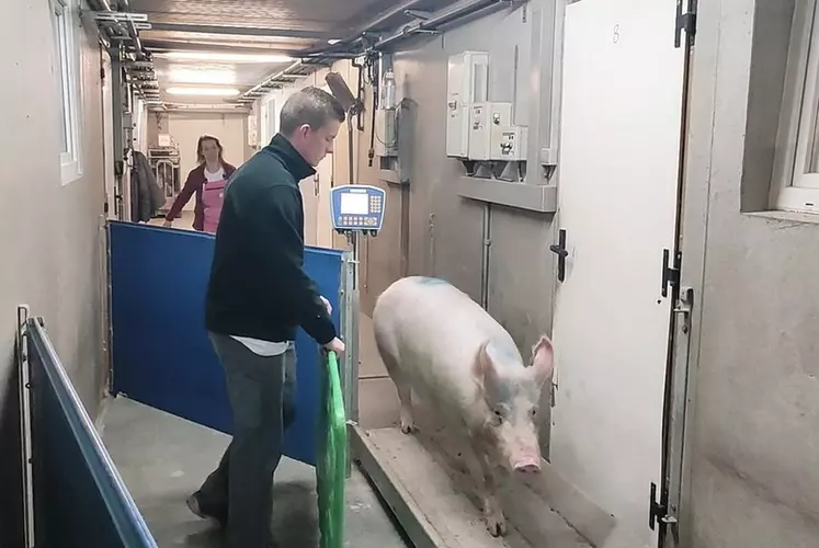 Les pesées des cochettes (de la sortie de quarantaine jusqu'au sevrage) ont aidé à caler leur plan d'alimentation.