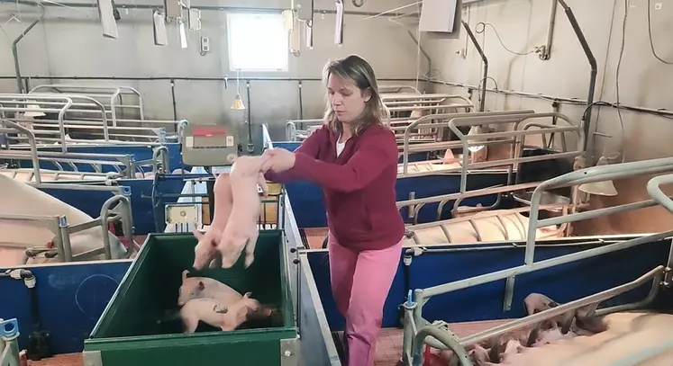 La pesée des porcelets à la naissance est systématiquement réalisée depuis plus de sept ans.