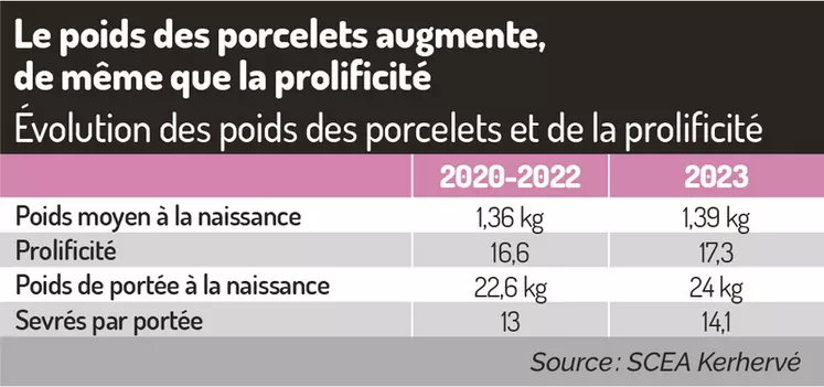 Le poids des porcelets augmente, de même que la prolificité

Évolution des poids des porcelets et de la prolificité
