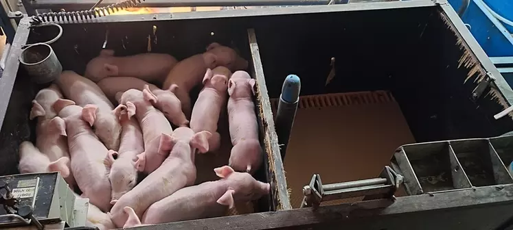 Les porcelets sont pesés par portée au moment des soins, 12 à 24 heures après la mise-bas.