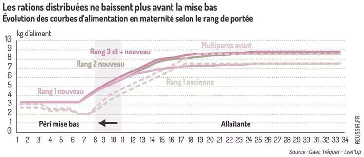 Les rations distribuées ne baissent plus avant la mise bas
Évolution des courbes d’alimentation en maternité selon le rang de portée