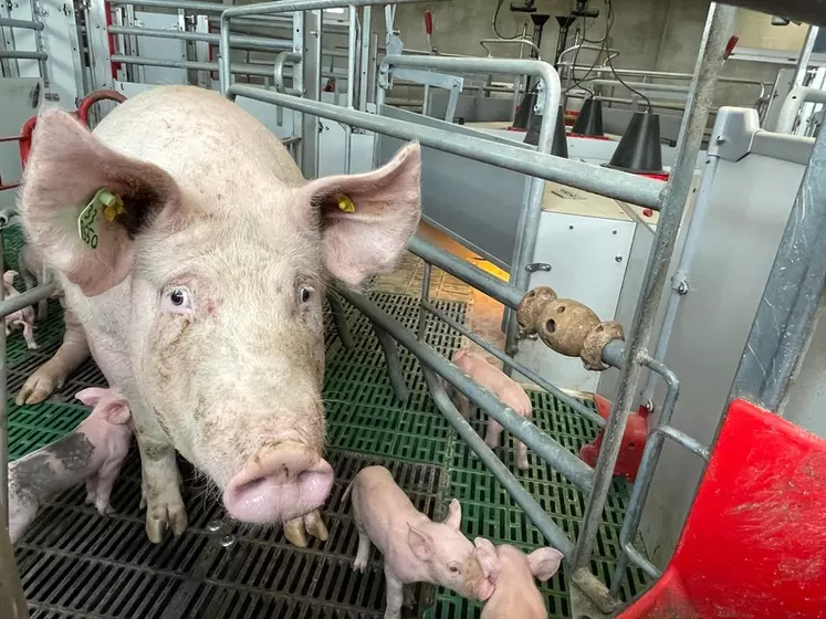 Les besoins alimentaires varient selon les truies