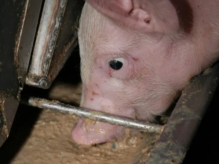 <em class="placeholder">Valoriser les sous-produits dans l’alimentation des porcelets</em>