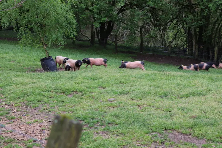 <em class="placeholder">porc basque en plein air</em>