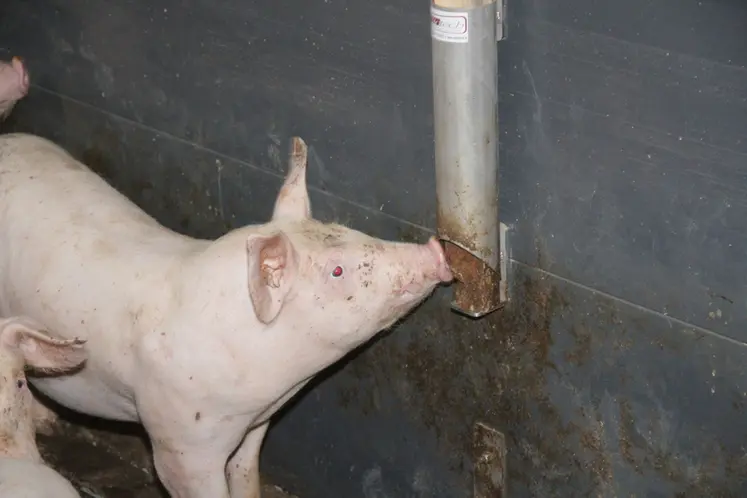 <em class="placeholder">Deux niveaux d’application des normes bien-être dans les élevages de porcs de l&#039;UE</em>