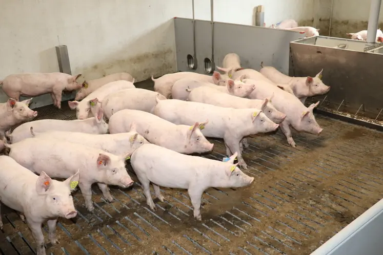 <em class="placeholder">En post-sevrage, les cochettes sont logées dans deux salles de 120 places entre 8 et 42 kilos. Le sol est constitué en partie de caillebotis béton afin de renforcer les ...</em>