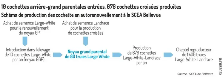 <em class="placeholder">10 cochettes GGP entrées pour 676 cochettes croisées produites chaque annéeSchéma de production des cochettes en auto-renouvellement à la SCEA Bellevue</em>