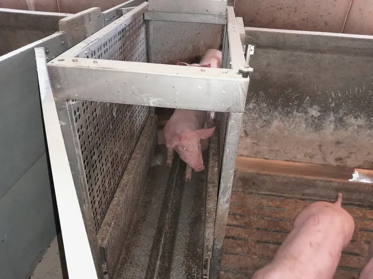 <em class="placeholder">Des balances connectées installées dans deux cases d&#039;engraissement ont permis aux éleveurs d&#039;optimiser leur plan d&#039;alimentation, avec à la clé, une amélioration ...</em>