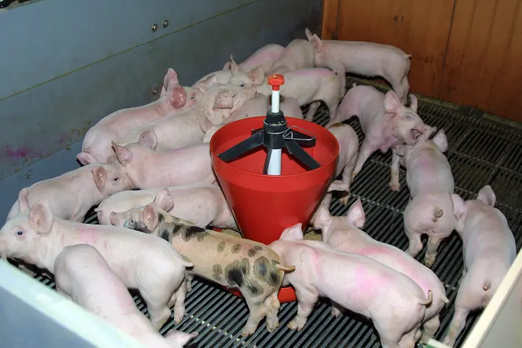 Porcelets dans un bâtiment sur une grille. Un distributeur de nourriture est au milieu de leur espace.