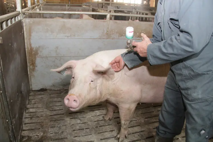 <em class="placeholder">vaccination truie </em>