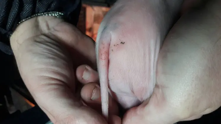 <em class="placeholder">Lésions Sins sur la queue de porcelet à la naissance</em>