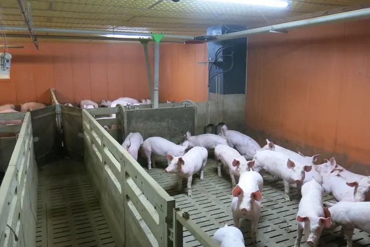 <em class="placeholder">Les éleveurs sur caillebotis de ce profil disposent de case assez classique : entre 12 et 15 animaux et 0,65 m²/porc</em>