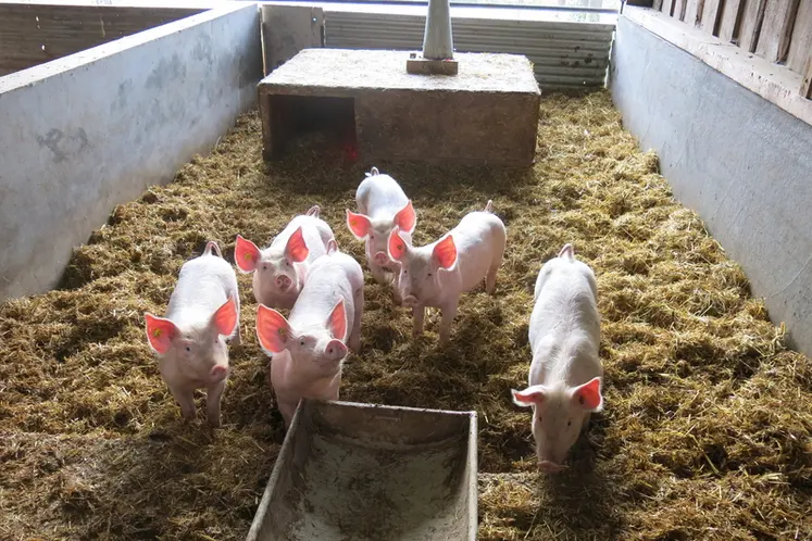 <em class="placeholder">La paille est généralement présente dans ces bâtiments dans l’optique de permettre une meilleure expression de comportement naturel des animaux</em>