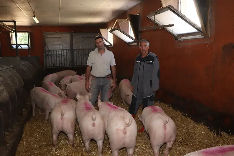 <em class="placeholder">Stéphane Monfort, SCEA Porc Lanvaux (à gauche) et Loïc Havez, Danbred, adaptent l&#039;alimentation des cochettes pour augmenter la longévité des truies.</em>