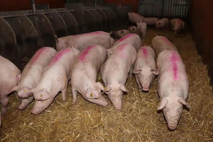 <em class="placeholder">Les cochettes sont logées à leur arrivée dans un bâtiment confortable sur paille, où elles reçoivent 2,1 kg d&#039;aliment par jour.</em>