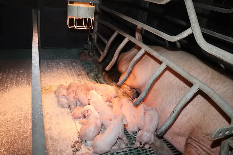 <em class="placeholder">Le syndrôme de dysgalactie post-partum se caractérise par une production insuffisante ou une absence de lait chez la truie.</em>