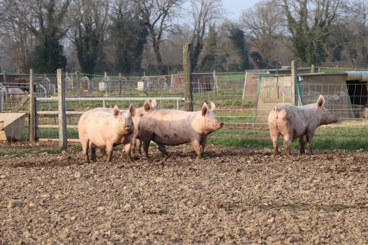 <em class="placeholder">« Une réglementation sur la biosécurité non adaptée aux élevages de porc plein air »</em>