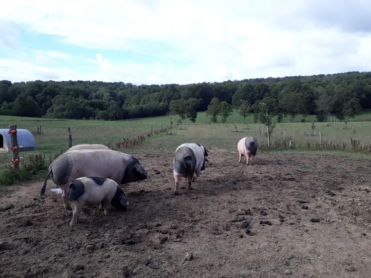 <em class="placeholder">L&#039;Etat veut renforcer la biosécurité des petits élevages de porcs.</em>