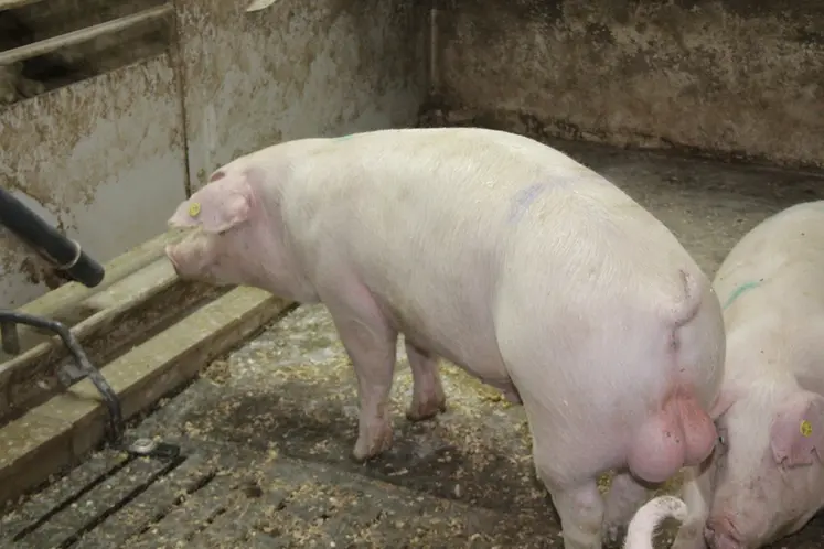 <em class="placeholder">mâle entier non castré</em>