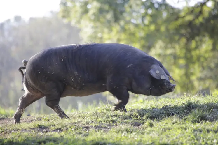 <em class="placeholder">Le projet Geronimo explore les possibilités de sélectionner la race porc gascon.</em>