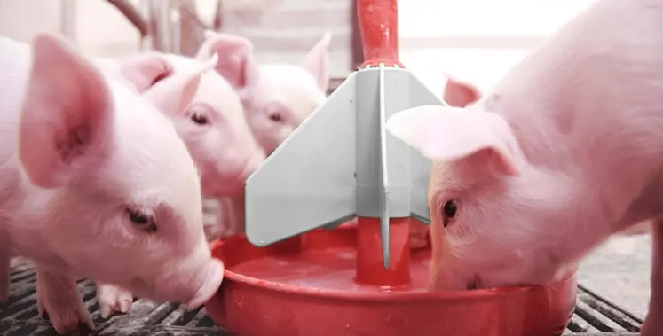 <em class="placeholder">Les porcelets reçoivent le complément nutritionnel durant leur première semaine de vie et en début de post-sevrage.</em>