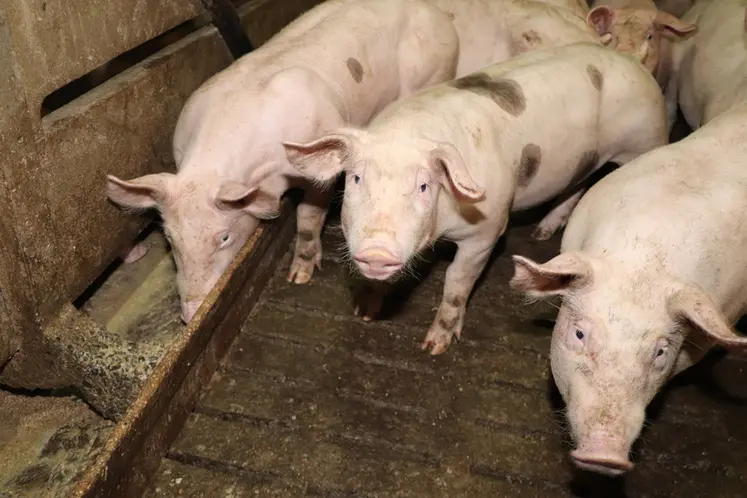 <em class="placeholder">En Pologne, une alternative à l’intégration des élevages de porc</em>