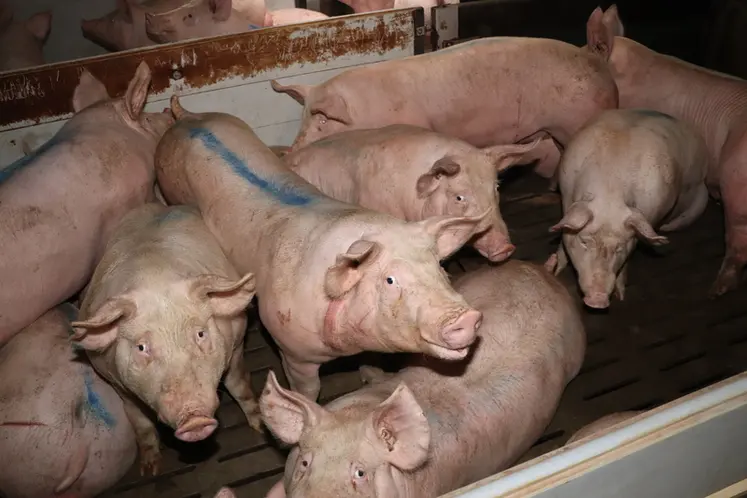 <em class="placeholder">La note moyenne de pneumonie par élevage relevé par Ceva et ses partenaires est de 1,25/24.</em>
